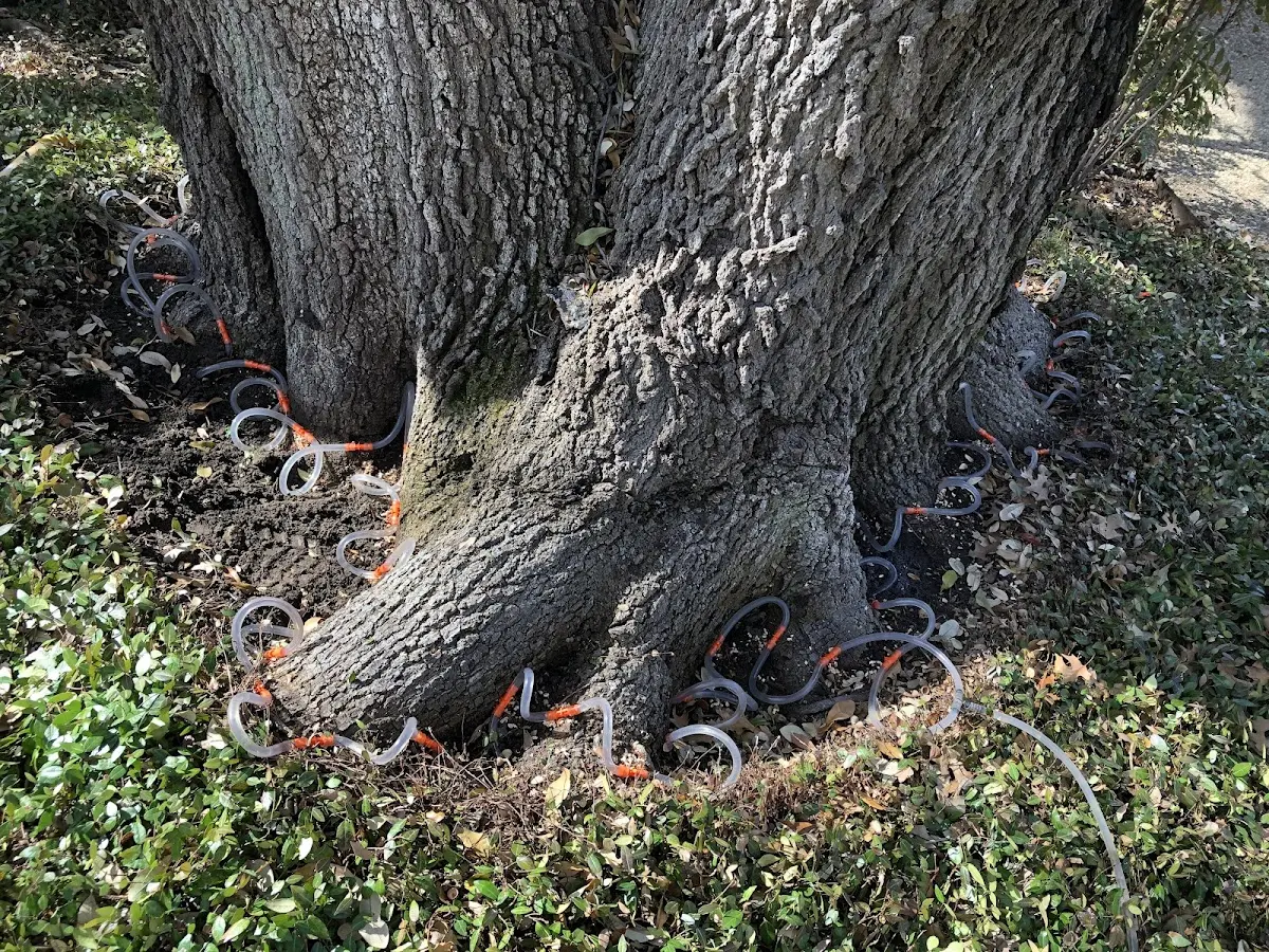 Detailed Tree Cabling and Bracing job site in Shannon City