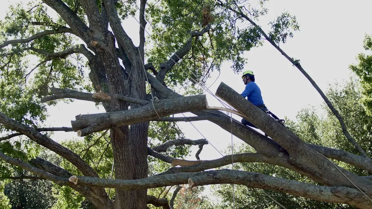 Professional Crown Thinning performed by certified arborists in Shannon City