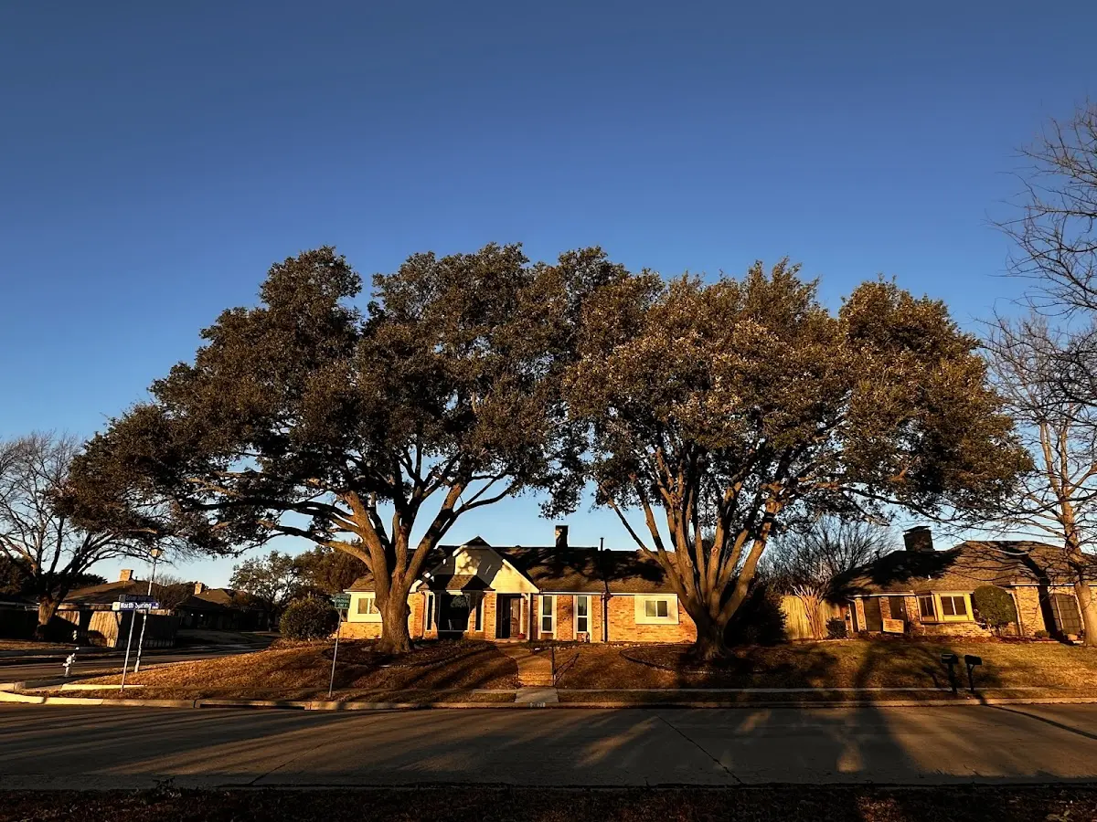 Established residential canopy tree shading a home in Shannon City